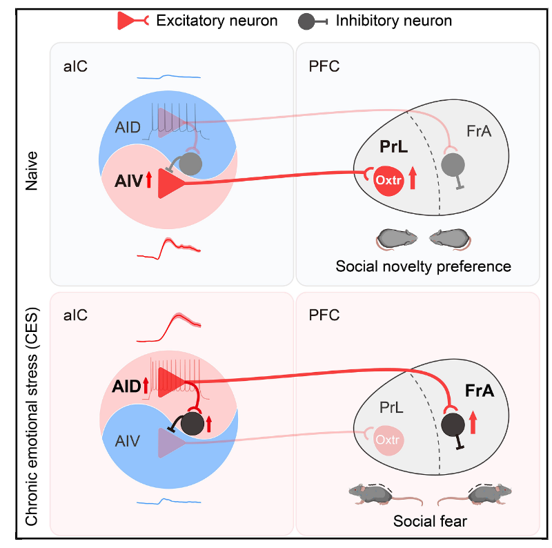 Customer Article | Neuron | Neural Code of Social Avoidance: Hai-Tao Wu’s Team Reveals a New Mechanism of Dual Anterior Insula–Prefrontal Cortex Circuit Dialogue