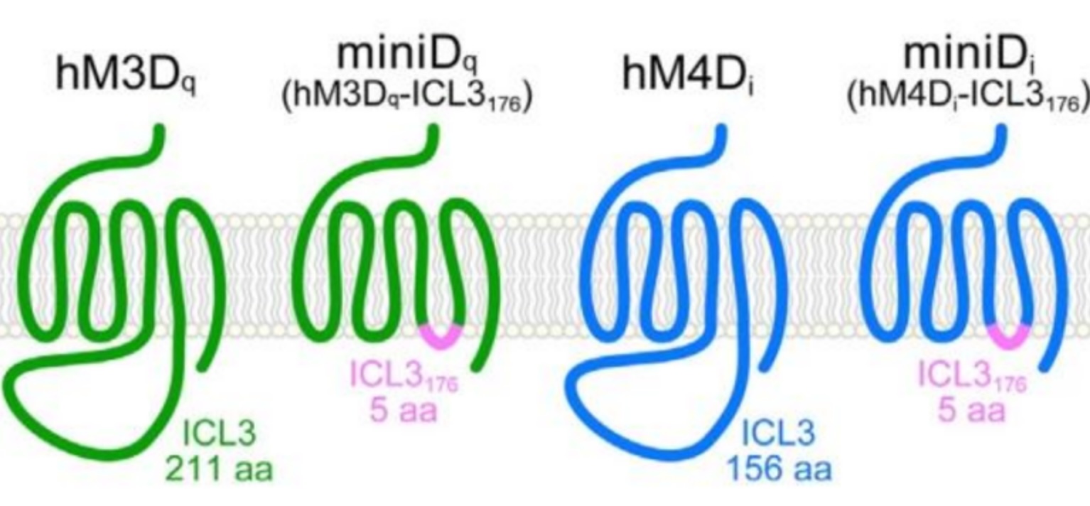 miniDREADD Enables Single-AAV Bidirectional Control