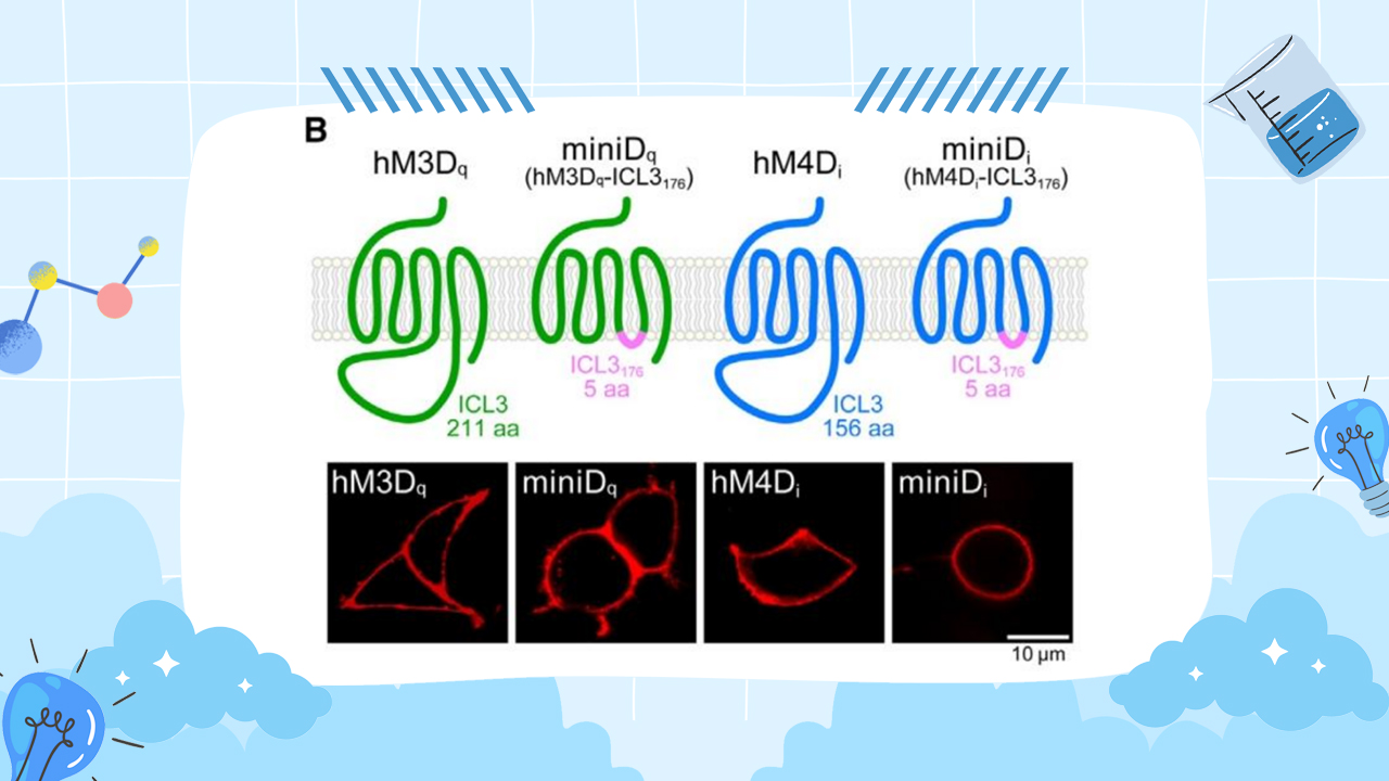 miniDREADD Enables Single-AAV Bidirectional Control