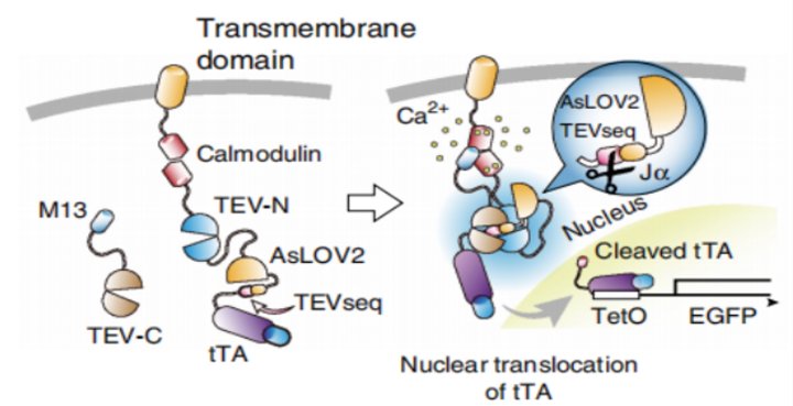 Activity Defined Neuron Labeling | A Complete Guide to FLARE, scFLARE, FLiCRE, and Cal-Light