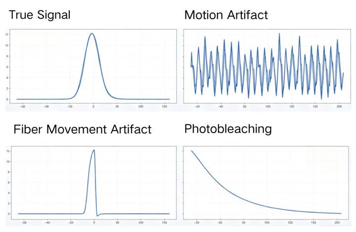 Fiber Photometry Made Easy: Signal Interpretation and Data Processing for Beginners