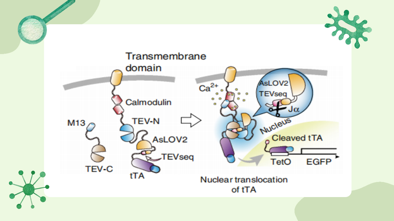 Activity Defined Neuron Labeling | A Complete Guide to FLARE, scFLARE, FLiCRE, and Cal-Light