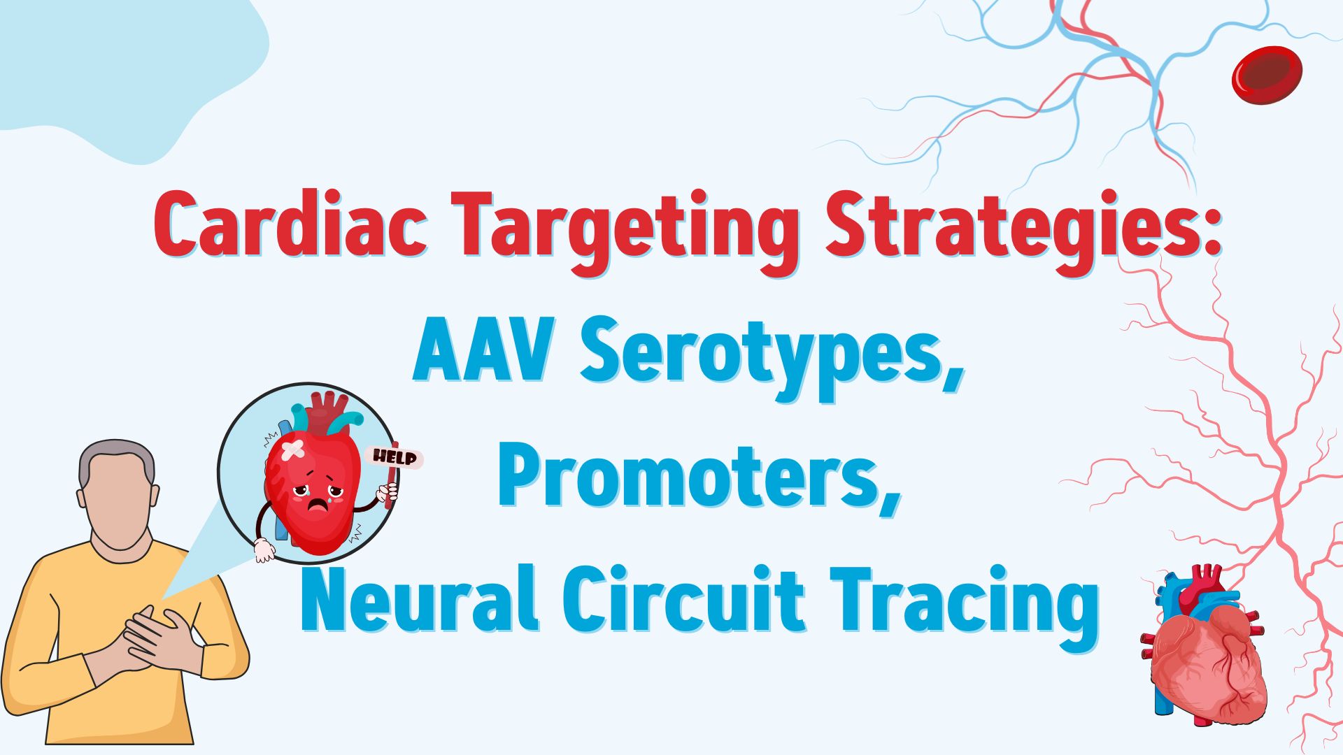 Xiaobu Tips | Let’s Talk About Cardiac Targeting Strategies