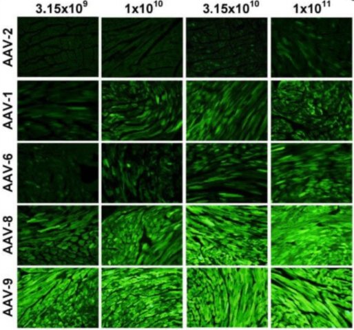 Xiaobu Tips | Let’s Talk About Cardiac Targeting Strategies