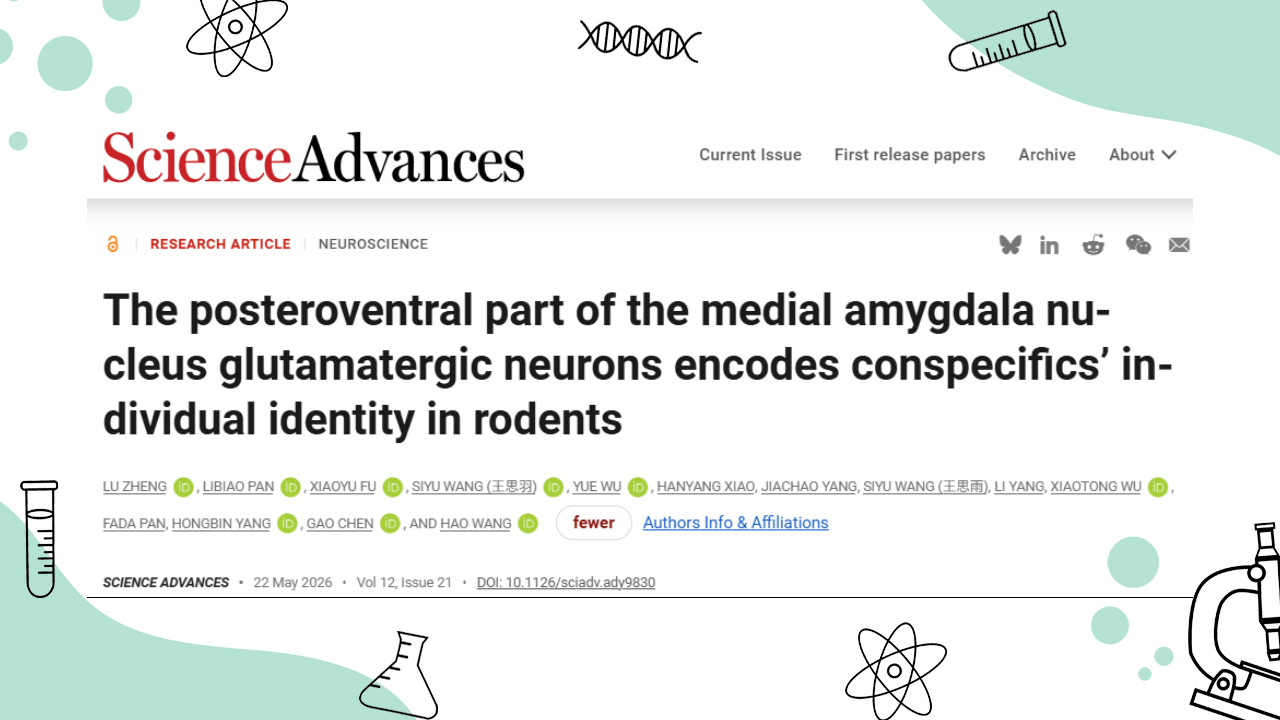 Sci. Adv. | How Does the Brain Recognize Familiar Individuals? Hao Wang / Gao Chen / Hongbin Yang / Libiao Pan Reveal VGluT2 Neurons Precisely Encode Conspecific Identity, and Exclusive Memories Can Be Reactivated
