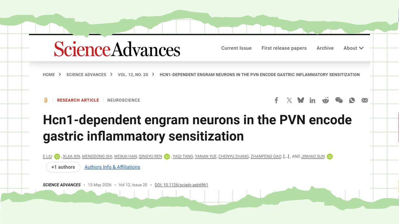 Customer Article | Sci. Adv. | Jinhao Sun’s Team at Shandong University Unveils: How Does the Brain “Remember” Gastric Inflammation? Hcn1-Dependent PVN Engram Neurons Are the Key!