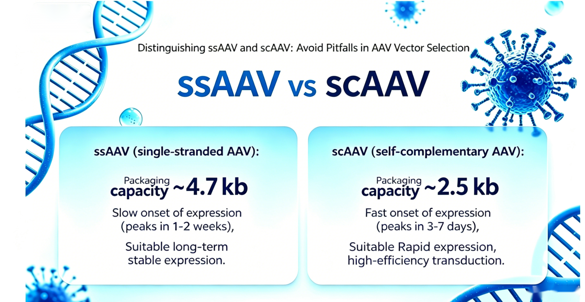 Distinguishing ssAAV and scAAV in One Article: Avoid Pitfalls in AAV Vector Selection