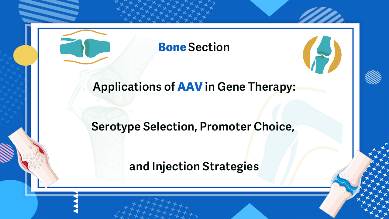 Bone Section | Applications of AAV in Gene Therapy: Serotype Selection, Promoter Choice, and Injectio