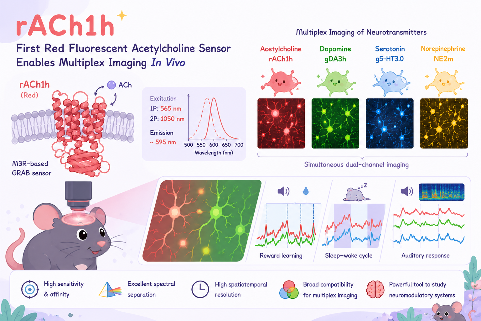 Nat. Neurosci.: First Red Fluorescent Acetylcholine Sensor Enables Multiplex In Vivo Imaging of Neurotransmitters