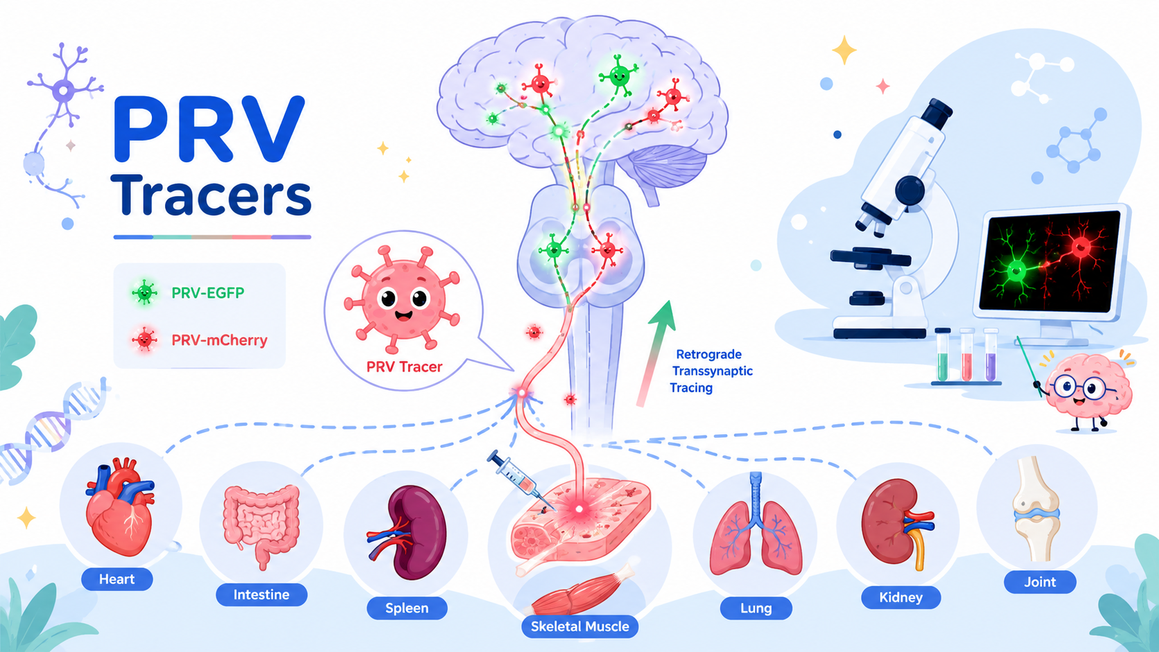 PRV Tracers for Peripheral Neural Circuit Tracing | Representative Applications Across Multiple Organs