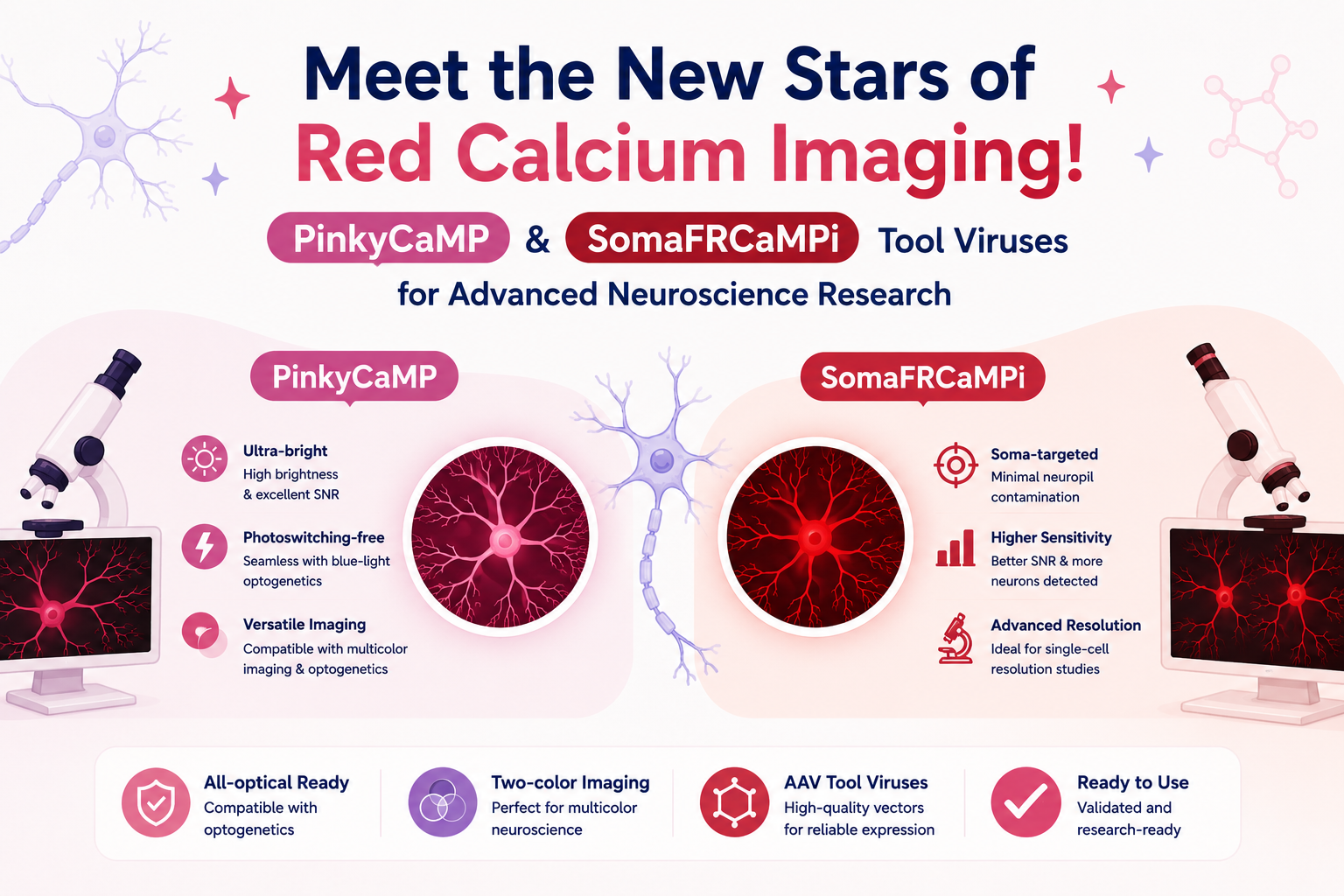 Meet the New Stars of Red Calcium Imaging! PinkyCaMP & SomaFRCaMPi Tool Viruses for Advanced Neuroscience Research