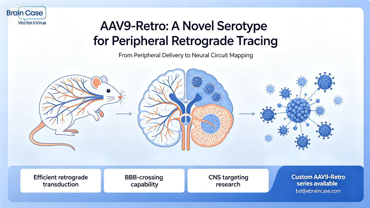 A Novel Serotype for Peripheral Retrograde Tracing — AAV9-Retro