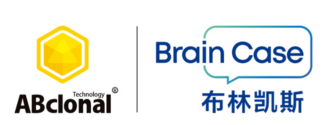 重磅合作 | 布林凯斯 × ABclonal：神经环路研究“抗体+病毒”综合解决方案上线！