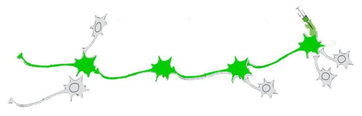 Antrograde Muti-synaptic Tracing-Brain Case