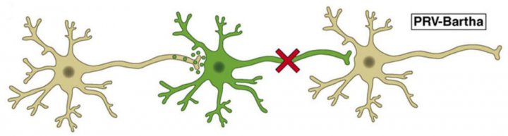 Retrograde Muti-synaptic Tracing-Brain Case