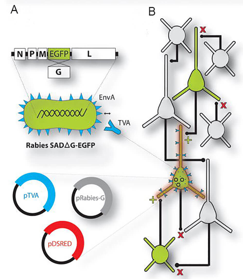 Retrograde Mono-synaptic Tracing-Brain Case