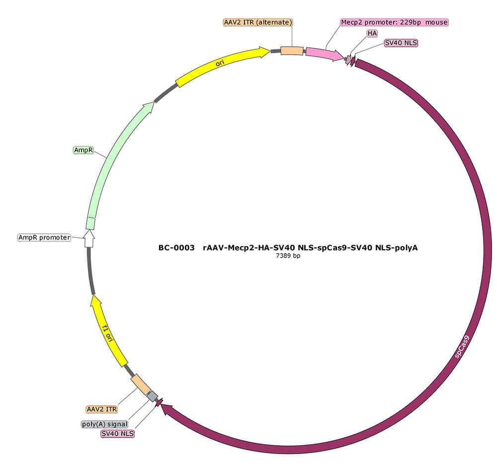 BC-0003  rAAV-MeCP2-HA-SV40 NLS-SpCas9-SV40 NLS